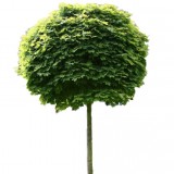 Klon pospolity 'Globosum' DUŻE SADZONKI Pa 180-200 cm, obwód pnia 8-10 cm (Acer platanoides)